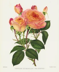 The Rose Garden: Comtesse De Nadaillac, Tea Scented
